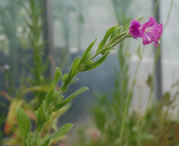 Epilobium hirsutum L. Onagraceae - Epilobe hirsute