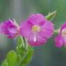 Epilobium hirsutum L. Onagraceae - Epilobe hirsute