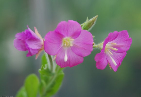 Epilobium hirsutum L. Onagraceae - Epilobe hirsute