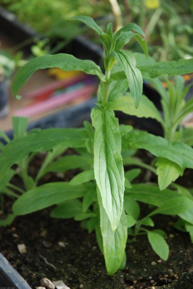 Epilobium parviflorum Schreb. Onagraceae - Epilobe à petites fle