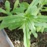 Epilobium parviflorum Schreb. Onagraceae - Epilobe à petites fle