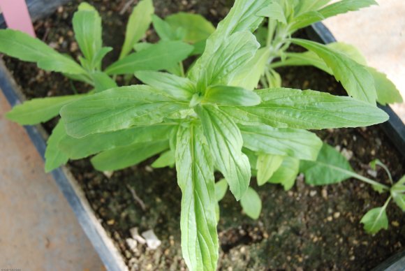 Epilobium parviflorum Schreb. Onagraceae - Epilobe à petites fle