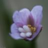 Epilobium parviflorum Schreb. Onagraceae - Epilobe à petites fle