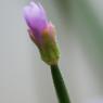 Epilobium parviflorum Schreb. Onagraceae - Epilobe à petites fle