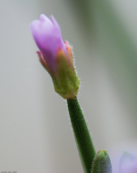 Epilobium parviflorum Schreb. Onagraceae - Epilobe à petites fle