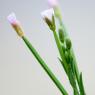 Epilobium parviflorum Schreb. Onagraceae - Epilobe à petites fle