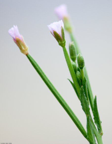 Epilobium parviflorum Schreb. Onagraceae - Epilobe à petites fle