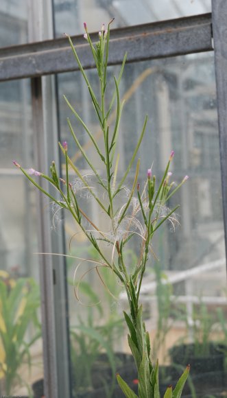 Epilobium parviflorum Schreb. Onagraceae - Epilobe à petites fle