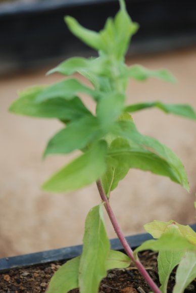 Epilobium parviflorum Schreb. Onagraceae - Epilobe à petites fle