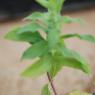 Epilobium parviflorum