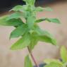 Epilobium parviflorum Schreb. Onagraceae - Epilobe à petites fle