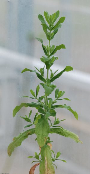 Epilobium parviflorum Schreb. Onagraceae - Epilobe à petites fle