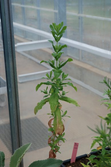 Epilobium parviflorum Schreb. Onagraceae - Epilobe à petites fle