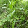 Epilobium tetragonum L. Onagraceae - Epilobe à quatre angles