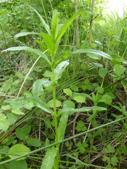 Epilobium tetragonum L. Onagraceae - Epilobe à quatre angles