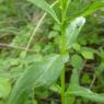 Epilobium tetragonum L. Onagraceae - Epilobe à quatre angles