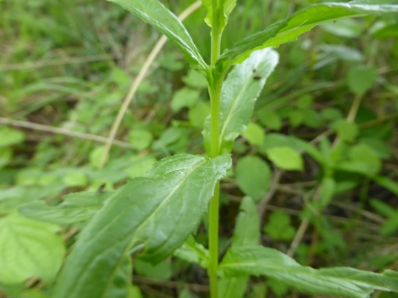 Epilobium tetragonum L. Onagraceae - Epilobe à quatre angles