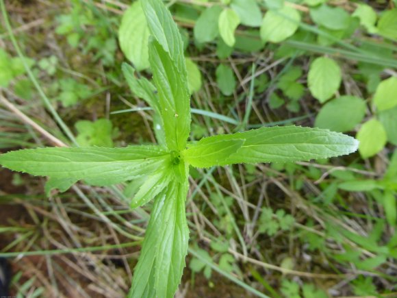 Epilobium tetragonum L. Onagraceae - Epilobe à quatre angles