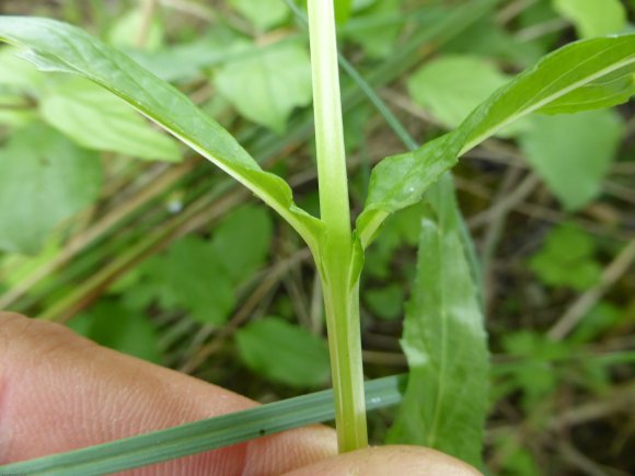 Epilobium tetragonum L. Onagraceae - Epilobe à quatre angles