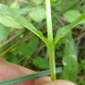 Epilobium tetragonum