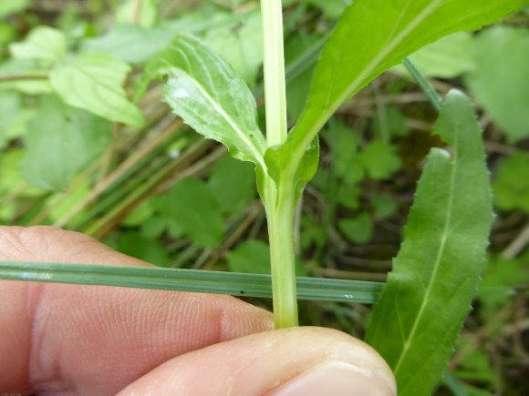 Epilobium tetragonum L. Onagraceae - Epilobe à quatre angles