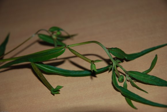 Ludwigia octovalvis (Jacq.) Raven Onagraceae - primrose willow