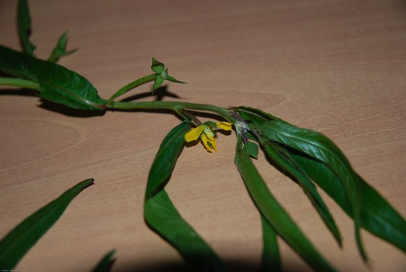 Ludwigia octovalvis (Jacq.) Raven Onagraceae - primrose willow