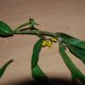 Ludwigia octovalvis (Jacq.) Raven Onagraceae - primrose willow