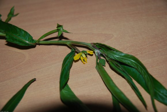 Ludwigia octovalvis (Jacq.) Raven Onagraceae - primrose willow