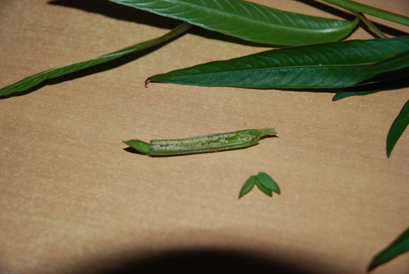 Ludwigia octovalvis (Jacq.) Raven Onagraceae - primrose willow