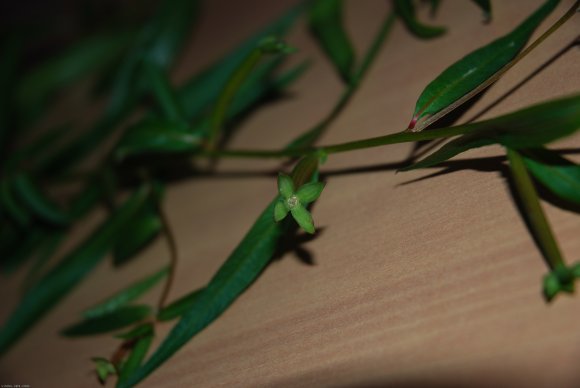 Ludwigia octovalvis (Jacq.) Raven Onagraceae - primrose willow