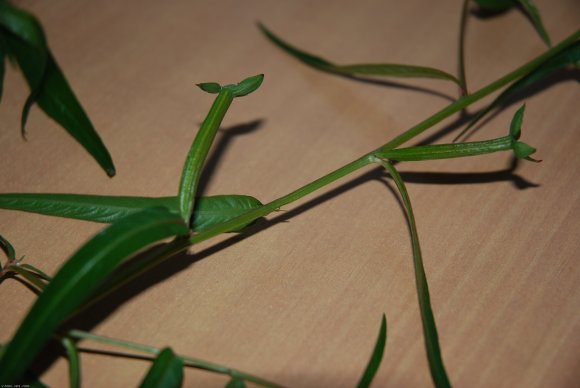 Ludwigia octovalvis (Jacq.) Raven Onagraceae - primrose willow