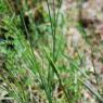 Ophioglossum azoricum C. Presl Ophioglossaceae - Ophioglosse des