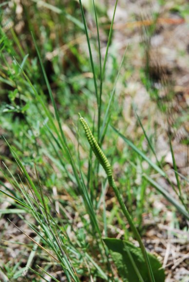 Ophioglossum azoricum C. Presl Ophioglossaceae - Ophioglosse des