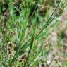 Ophioglossum azoricum C. Presl Ophioglossaceae - Ophioglosse des