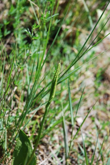 Ophioglossum azoricum C. Presl Ophioglossaceae - Ophioglosse des