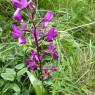 Anacamptis laxiflora (Lam.) R.M.Bateman, Pridgeon & M.W.Chase Or