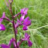 Anacamptis laxiflora (Lam.) R.M.Bateman, Pridgeon & M.W.Chase Or