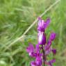 Anacamptis laxiflora (Lam.) R.M.Bateman, Pridgeon & M.W.Chase Or