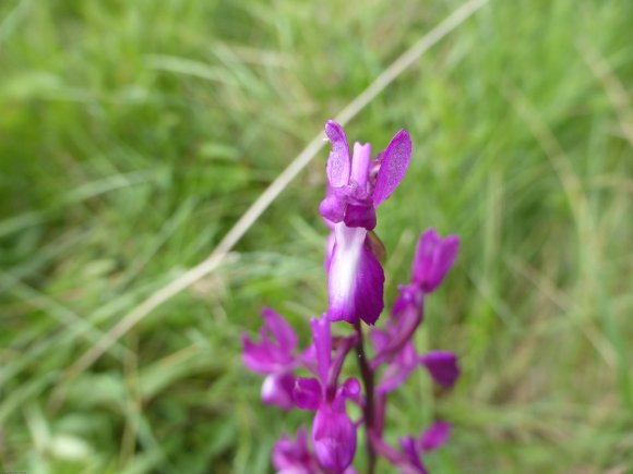 Anacamptis laxiflora (Lam.) R.M.Bateman, Pridgeon & M.W.Chase Or