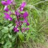 Anacamptis laxiflora (Lam.) R.M.Bateman, Pridgeon & M.W.Chase Or