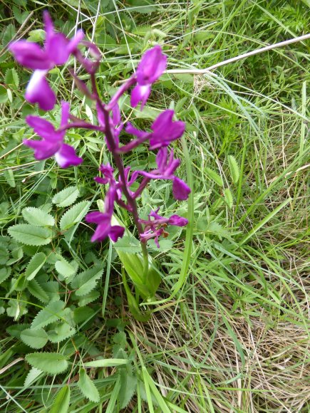 Anacamptis laxiflora (Lam.) R.M.Bateman, Pridgeon & M.W.Chase Or