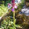 Anacamptis papilionacea (L.) R.M.Bateman, Pridgeon & M.W.Chase