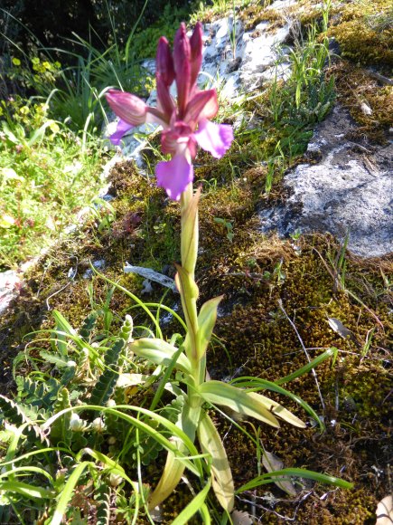 Anacamptis papilionacea (L.) R.M.Bateman, Pridgeon & M.W.Chase