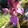 Anacamptis papilionacea (L.) R.M.Bateman, Pridgeon & M.W.Chase