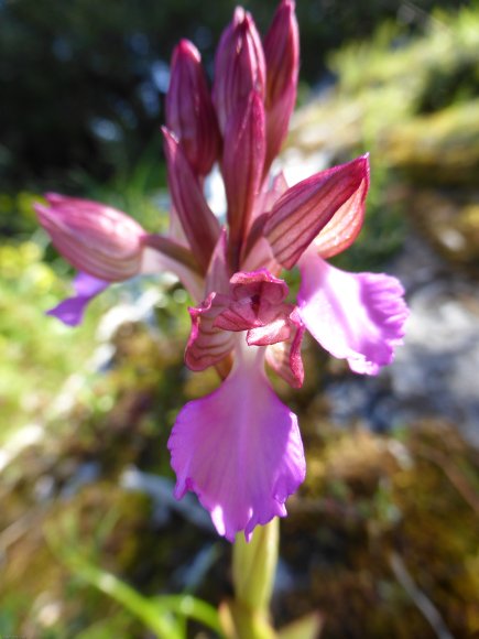 Anacamptis papilionacea (L.) R.M.Bateman, Pridgeon & M.W.Chase