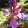 Anacamptis papilionacea