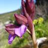 Anacamptis papilionacea (L.) R.M.Bateman, Pridgeon & M.W.Chase