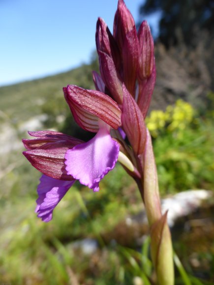 Anacamptis papilionacea (L.) R.M.Bateman, Pridgeon & M.W.Chase