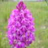 Anacamptis pyramidalis (L.) Rich. Orchydaceae - Orchis pyramidal